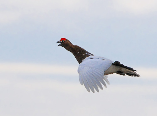 ����� ��������� �����